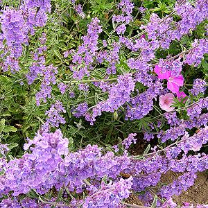 Nepeta sibirica (Catswort, Nepeta)