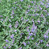 Nepeta x faassenii - Six Hills Giant - Catmint, Nepeta