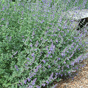 Nepeta x faassenii - 'Six Hills Giant' (Catmint, Nepeta)