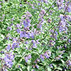 Nepeta racemosa - Walkers Low - Catnip, Nepeta