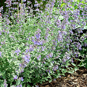 Nepeta racemosa - 'Walkers Low' (Catnip, Nepeta)