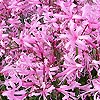 Nerine bowdenii - Cape Colony