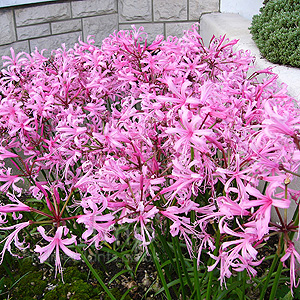 Nerine bowdenii (Cape Colony)