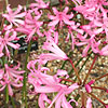 Nerine bowdenii - Smee - Cape Colony