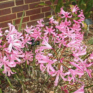 Nerine bowdenii - 'Smee' (Cape Colony)