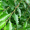 Nothofagus obliqua - Roble Beech