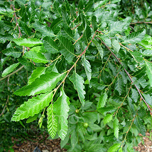 Nothofagus obliqua (Roble Beech)