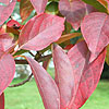 Nyssa sinensis - Tupelo, Black Gum