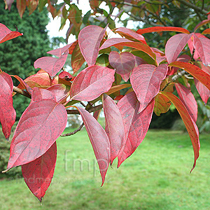 Nyssa sinensis (Tupelo, Black Gum)