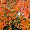 Nyssa sylvatica - Chinese Tupelo, Black Gum