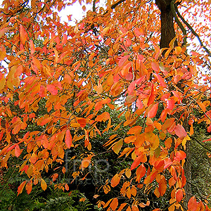 Nyssa sylvatica (Chinese Tupelo, Black Gum)