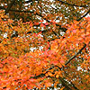 Nyssa sylvatica - Wisley Bonfire - Tupelo, Black Gum