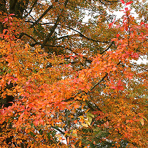 Nyssa sylvatica - 'Wisley Bonfire' (Tupelo, Black Gum)