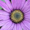 Osteospermum jucundum - Blackthorn Seedling - Osteospermum