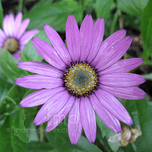 Osteospermum jucundum - 'Blackthorn Seedling' (Osteospermum)