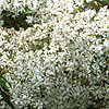 Olearia cheesemanii - Daisy Bush