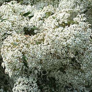 Olearia cheesemanii (Daisy Bush)