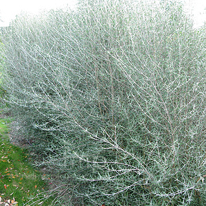 Olearia dartonii - 'Uneralis' (Daisy Bush, Olearia)