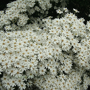 Olearia phlogopappa