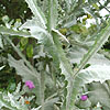 Onopordon acanthium - Scotch Thistle, Onopordon