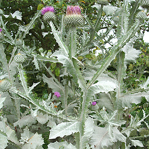 Onopordon acanthium (Scotch Thistle, Onopordon)