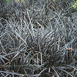 Ophiopogon planiscapus - 'Nigrescens' (Lily Turf)