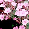 Origanum laevigatum