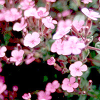 Origanum laevigatum