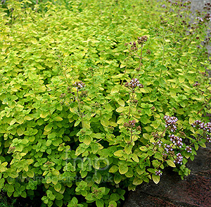 Origanum vulgare - 'Aureum' (Oragino)