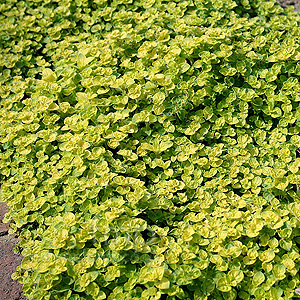 Origanum vulgare - 'Aureum Crispum' (Origanum)