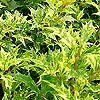 Osmanthus heterophyllus - Goshiki Tricolor - Holly Olive, Variegated Tea Olive, Osmanthus