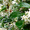 Osmanthus x burkwoodii - Holly Olive, Osmanthus