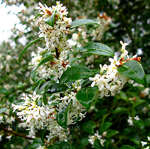 Osmanthus x burkwoodii (Holly Olive, Osmanthus)