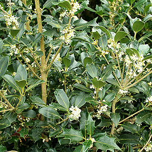 Osmanthus heterophyllus - 'Gulftide' (Holly Olive, Tea Olive, Osmanthus)