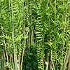 Osmunda regalis - Royal Fern, Osmunda