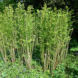 Osmunda regalis (Royal Fern, Osmunda)