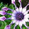 Osteospermum - Pink Whirls - Osteospermum