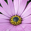 Osteospermum - Tresco Pink - Osteospermum