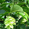 Ostrya virginiana - European Hop Hornbeam