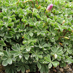 Oxalis enneaphylla (Shamrock)