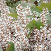 Pachysandra procumbens - Pachysandra