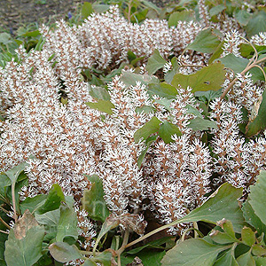 Pachysandra procumbens (Pachysandra)