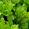 Pachysandra terminalis - Japanes Spurge, Pachysandra