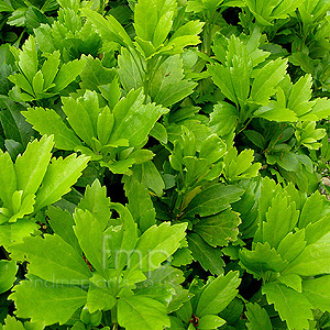 Pachysandra terminalis (Japanes Spurge, Pachysandra)