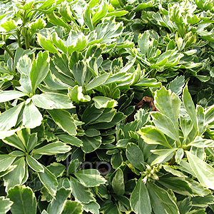 Pachysandra terminalis - 'Variegata' (Variegated Pachysandra)