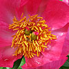 Paeonia - China Rose - Peony, Paeonia