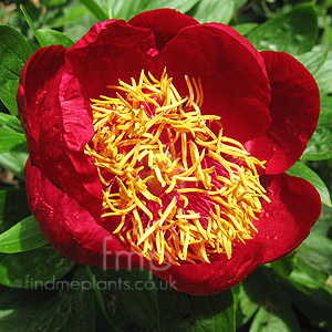 Paeonia - 'Defender' (Peony, Paeonia)