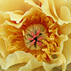 Paeonia - Garden Treasure - Peony, Paeonia