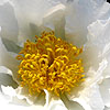 Paeonia lactiflora - Krinkled White