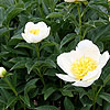 Paeonia lactiflora - Jan van Leeuween - Peony, Paeonia